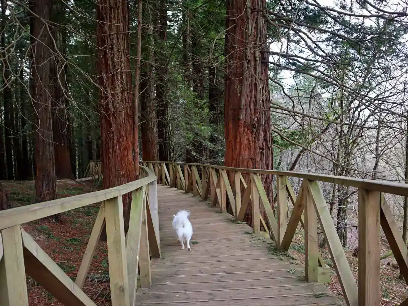 Ruta de bosque